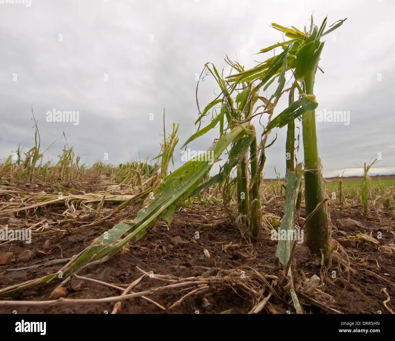 Crop Devastation